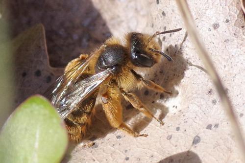Réf. 277 765 : Andrena sp.